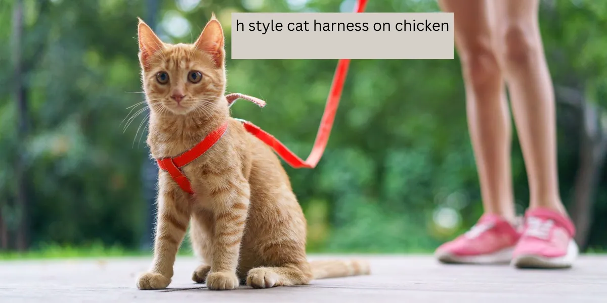 h style cat harness on chicken